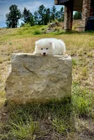 Travis, a male Samoyed for sale in Billings, MT – 4 of 6