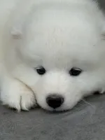 Swiftie , a female Samoyed for sale in Billings, MT – 2 of 5