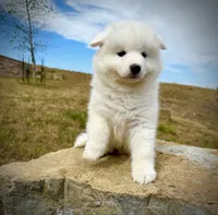 Willow, a female Samoyed for sale in Billings, MT – 3 of 5