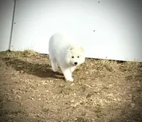 Snowman, a male Belgian Sheepdog and Samoyed for sale in Billings, MT – Photo 3 of 8