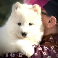 Snowman, a male Belgian Sheepdog and Samoyed for sale in Billings, MT – Photo 4 of 8