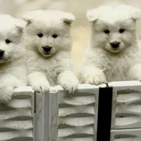 Snowman, a male Belgian Sheepdog and Samoyed for sale in Billings, MT – Photo 8 of 8