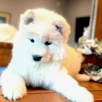 Snowman, a male Belgian Sheepdog and Samoyed for sale in Billings, MT – Photo 2 of 8