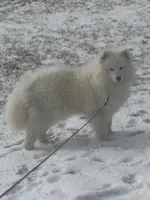 Swiftie , a female Samoyed for sale in Billings, MT – 5 of 5