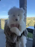 Willow (boy pup), a male Samoyed for sale in Billings, MT – 2 of 8
