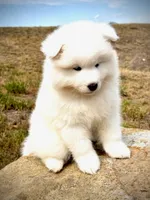 Taylor, a female Samoyed for sale in Billings, MT – 2 of 5