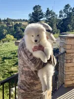 Willow (boy pup), a male Samoyed for sale in Billings, MT – 1 of 8
