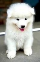 Swiftie , a female Samoyed for sale in Billings, MT – 3 of 5