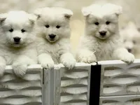 Blizzard, a male Samoyed for sale in Billings, MT – Photo 2 of 6