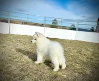 Blizzard, a male Belgian Sheepdog and Samoyed for sale in Billings, MT – Photo 3 of 10