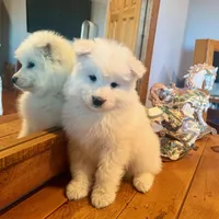 Blizzard, a male Belgian Sheepdog and Samoyed for sale in Billings, MT – Photo 5 of 10