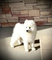 Blizzard, a male Belgian Sheepdog and Samoyed for sale in Billings, MT – Photo 2 of 10