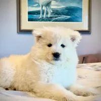 Blizzard, a male Belgian Sheepdog and Samoyed for sale in Billings, MT – Photo 6 of 10