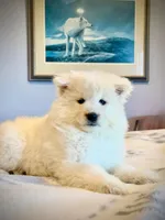 Blizzard, a male Samoyed for sale in Billings, MT – Photo 1 of 6