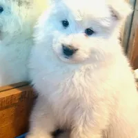 Blizzard, a male Belgian Sheepdog and Samoyed for sale in Billings, MT – Photo 4 of 10