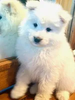 Blizzard, a male Samoyed for sale in Billings, MT – Photo 3 of 6