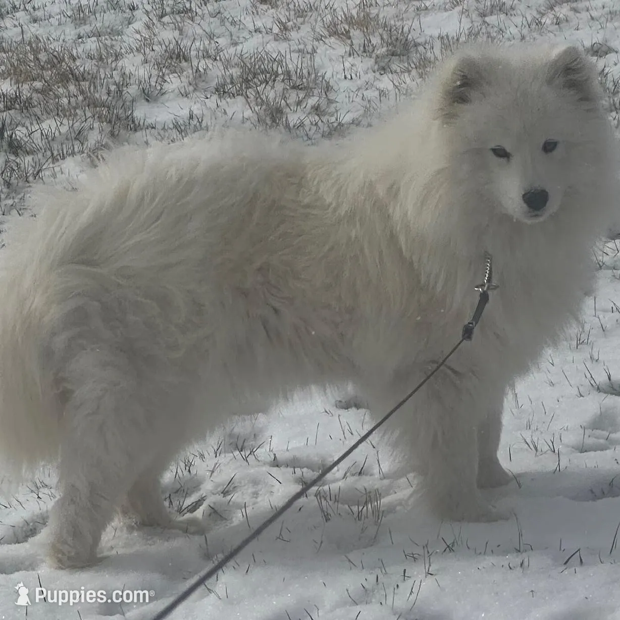Blizzard, a male Samoyed for sale in Billings, MT – Photo 6 of 6