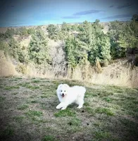 Blizzard, a male Belgian Sheepdog and Samoyed for sale in Billings, MT – Photo 1 of 10