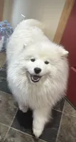 Taylor, a female Samoyed for sale in Billings, MT – 4 of 5