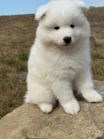 Willow, a female Samoyed for sale in Billings, MT – 2 of 5