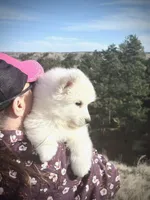 Snow dancer, a female Samoyed for sale in Billings, MT – Photo 2 of 5