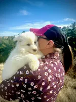 Snow dancer, a female Samoyed for sale in Billings, MT – Photo 4 of 5