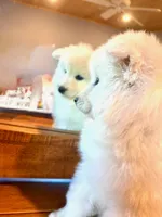 Snow dancer, a female Samoyed for sale in Billings, MT – Photo 1 of 5