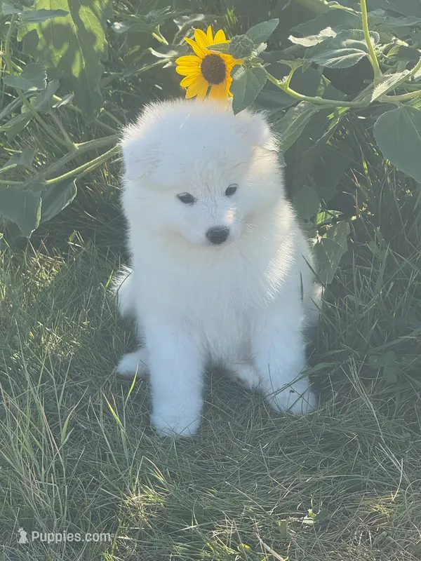Willow – Samoyed puppy for sale in Billings, MT