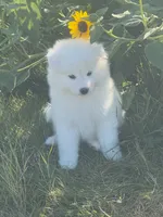 Willow, a female Samoyed for sale in Billings, MT – 1 of 5