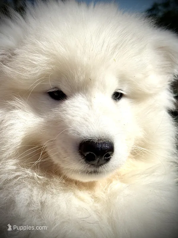 Willow (boy pup) – Samoyed puppy for sale in Billings, MT