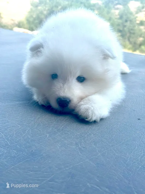 Swiftie  – Samoyed puppy for sale in Billings, MT