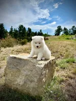Travis, a male Samoyed for sale in Billings, MT – 2 of 6