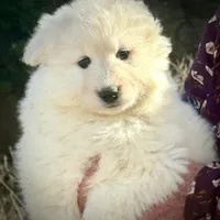 Glacier, a male Samoyed for sale in Billings, MT – Photo 1 of 6