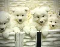 Glacier, a male Samoyed for sale in Billings, MT – Photo 3 of 6