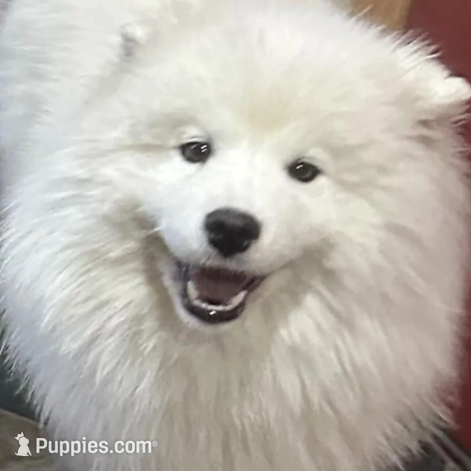 Glacier, a male Samoyed for sale in Billings, MT – Photo 4 of 6