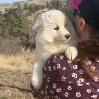 Glacier, a male Samoyed for sale in Billings, MT – Photo 2 of 6