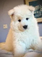 Glacier, a male Samoyed for sale in Billings, MT – Photo 5 of 6