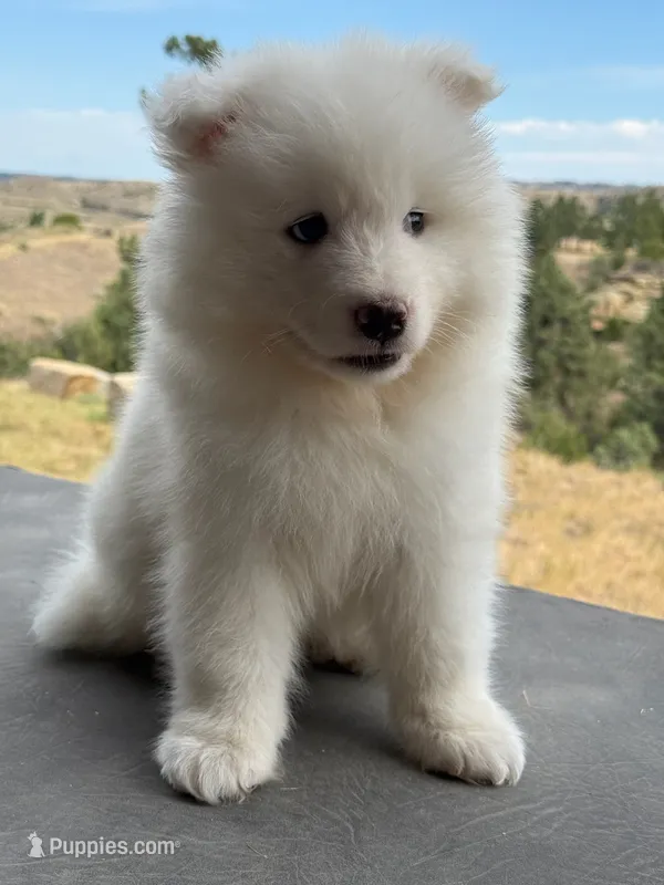 Travis – Samoyed puppy for sale in Billings, MT