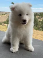 Travis, a male Samoyed for sale in Billings, MT – 1 of 6