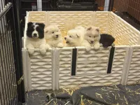 Loki, a female Belgian Sheepdog and Samoyed for sale in Billings, MT – Photo 3 of 7