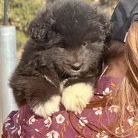 Loki, a female Belgian Sheepdog and Samoyed for sale in Billings, MT – Photo 5 of 7