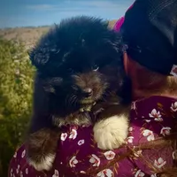 Loki, a female Belgian Sheepdog and Samoyed for sale in Billings, MT – Photo 2 of 7