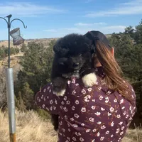 Loki, a female Belgian Sheepdog and Samoyed for sale in Billings, MT – Photo 4 of 7