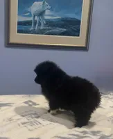 Loki, a female Belgian Sheepdog and Samoyed for sale in Billings, MT – Photo 1 of 7