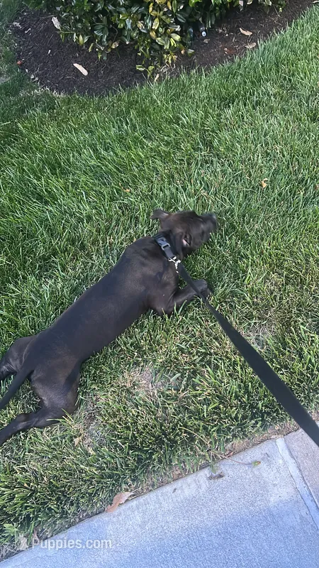 War – American Bully puppy for sale in Elkton, MD