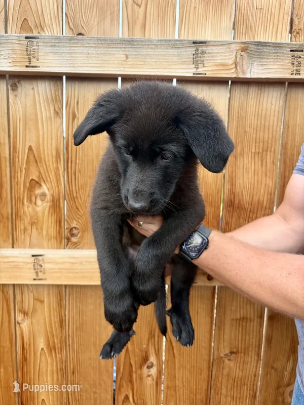 Orange Girl – German Shepherd Dog puppy for sale in Littleton, CO