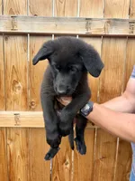 Orange Girl, a female German Shepherd Dog for sale in Littleton, CO – 1 of 2