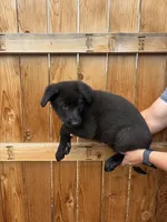 Orange Girl, a female German Shepherd Dog for sale in Littleton, CO – 2 of 2