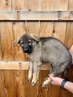 Purple Girl, a female German Shepherd Dog for sale in Littleton, CO – 2 of 2