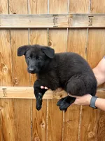 Green Girl, a female German Shepherd Dog for sale in Littleton, CO – 2 of 2